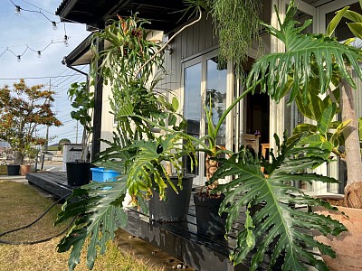 観葉植物